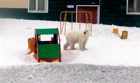 Russian Town Invaded By 52 Aggressive Polar Bears Declares State Of