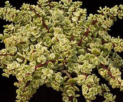 Portulacaria afra variegata shohin bonsai with pot. Portulacaria afra variegata - Glasshouse Works