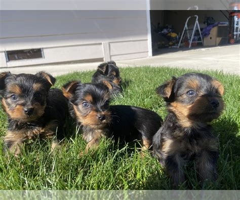 A fishing rod, tackle, legal bait. View Ad: Yorkshire Terrier Puppy for Sale near Oregon ...