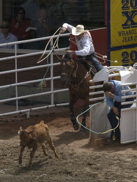 An occasion when many large animals or many people suddenly all move quickly and in an…. Calf Roping at the Calgary Stampede | Flickr - Photo Sharing!