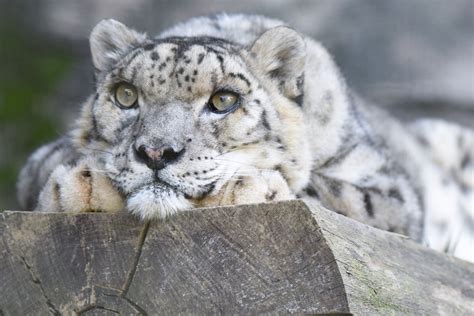 Why Are Snow Leopards Endangered - MakennakruwLara