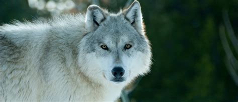 Wolves Part 1 Early History Of Wolves In Idaho Idaho Rangeland