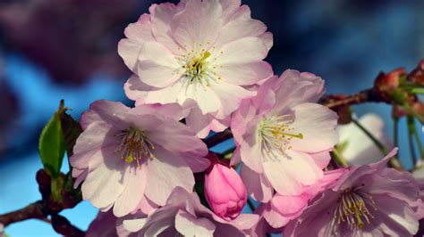 Cherry Blossom Flowers 2560x1440 Wqhdwallpaper