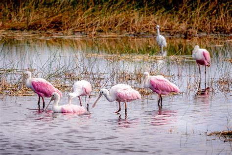 Pretty In Pink Roseate Spoonbills Wes Gibson
