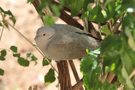 Bird Birds Dove - Free photo on Pixabay - Pixabay