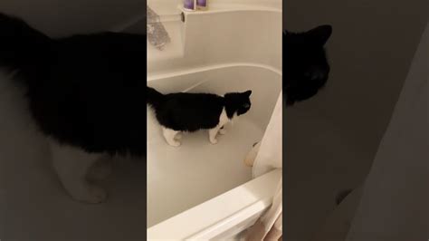 Cat In The Bathtub Youtube