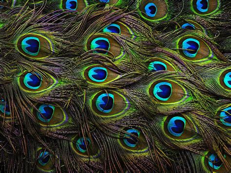 The Richest Color Palette In Nature Peacock Peacock Feathers