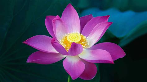 The lotus flower silicone molds measure approx. Lotus Flower Wallpapers Images Photos Pictures Backgrounds