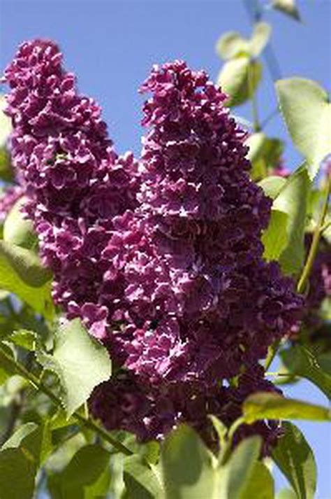 Why Does My Lilac Bush Not Bloom Lilac Bushes Lilac Tree Lilac