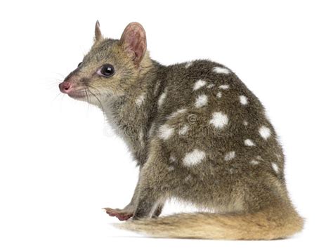 Spotted Quoll Isolated Stock Photos Free And Royalty Free Stock Photos