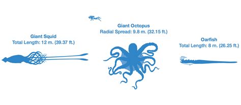 Giant Squid Size Chart Bruin Blog