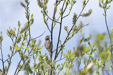 Free Images Nature Branch Flower Wildlife Fauna Canada