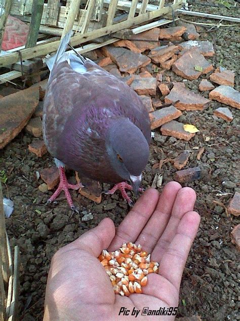 Cara menggambar selanjutnya akan menjadi lebih mudah jika dibuat sketsanya terlebih dahulu. Makanan Sehari - hari Burung Dara Merpati Balap | DAILY ...
