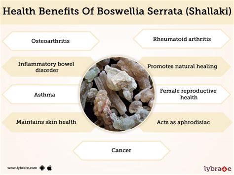 Boswellia Serrata Shallaki Benefits And Its Side Effects Lybrate