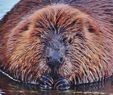 Face Of A Beaver Photograph By Thomas Mcguire Fine Art America