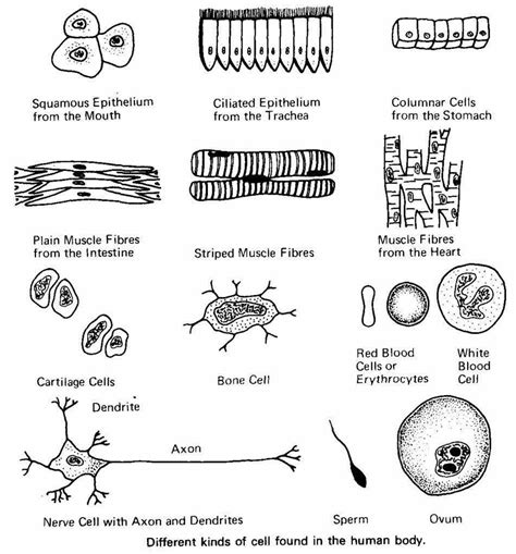 Cells In The Human Body And Their Functions