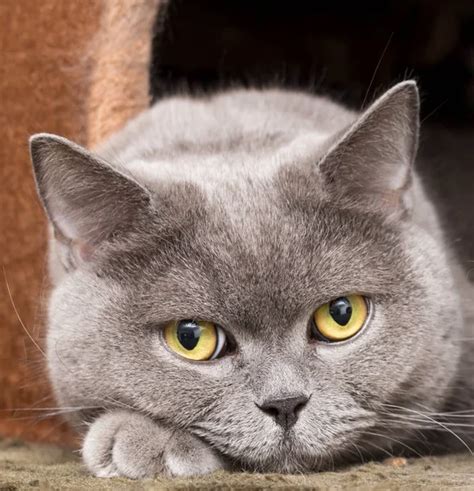 Chartreux — Stock Photo © Lifeonwhite 10862659