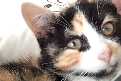 Why Does My Cat’s Nose Change Color? - Catster