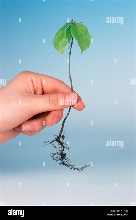 Beech Tree Seedling Stock Photo Alamy