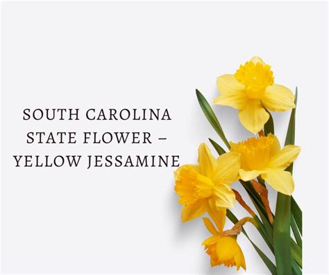 South Carolina State Flower Yellow Jessamine Snapblooms Blogs