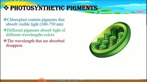 Photosynthetic Pigments 11th Biology Youtube