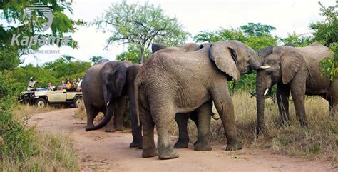 Elephants Hug By Wrapping Their Trunks Together In Displays Of
