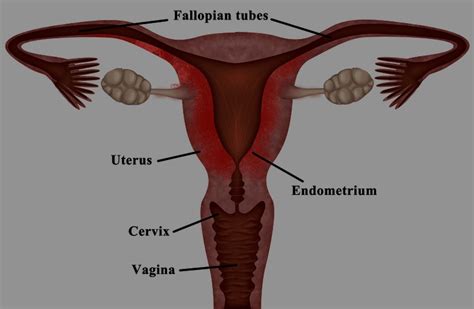 Label The Parts Of The Female Reproductive System As Shown In The Following Image