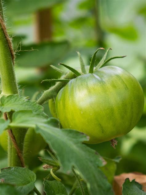How To Grow Mortgage Lifter Tomato Plants Easy Steps