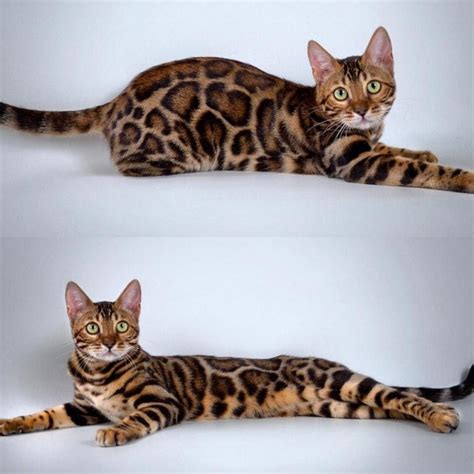 Hypoallergenic cat breeds are cats great especially for people who suffer from cat allergies. Bengal Kittens Purebred Hypoallergenic TICA - Female ...