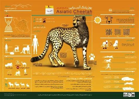 Lovely Cheetah Graphicsinformational Chart Animal Science Asian