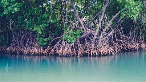 mangrove warning behind the news