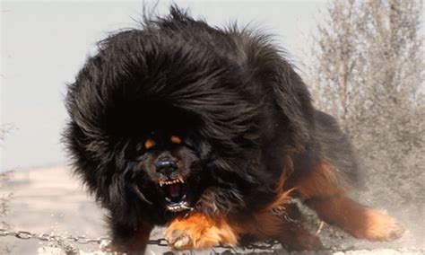 10 Most Dangerous Dogs 16 Images - Top10 Dangerous Dog Youtube, World S