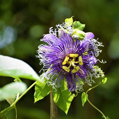Passion Flower Pasiflora Incarnata (Purple) Plant - Nestreeo.com
