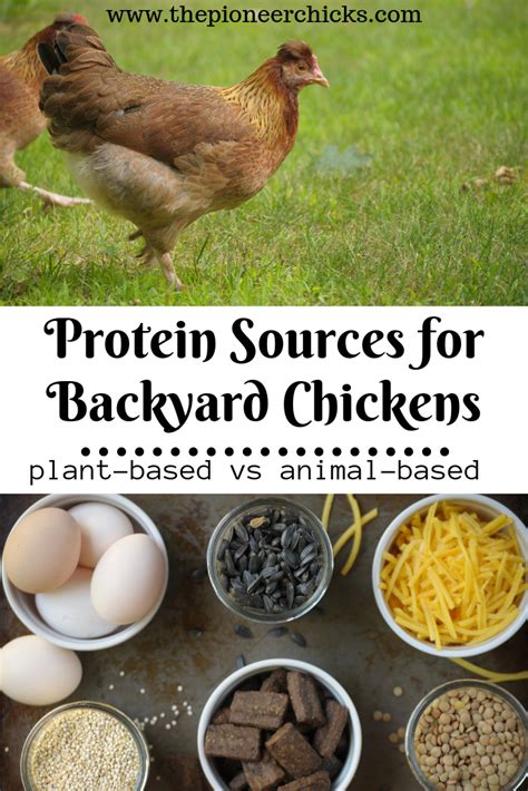 Protein Sources For Chickens The Pioneer Chicks Chickens Backyard
