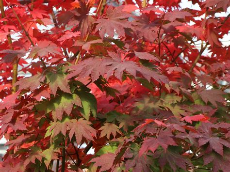 Diese eher klein bleibenden japanahorne eignen sich wunderbar für eine kübelkultur, sofern sie die aparten bäumchen richtig pflegen. Japanischer Ahorn 'Vitifolium' - Acer japonicum ...