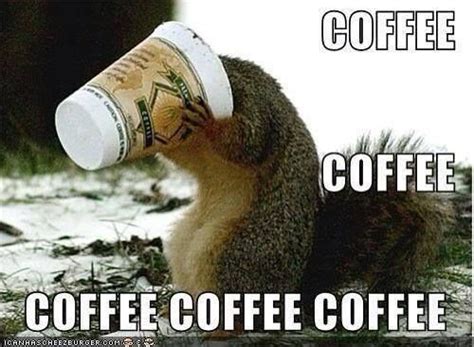 Squirrel And Coffee Quotes To Make You Laugh Pinterest Squirrel And Hilarious