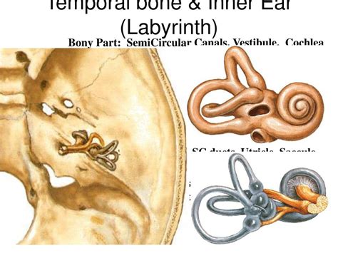 PPT - ANATOMY AND PHYSIOLOGY OF THE EXTERNAL EAR, MIDDLE EAR AND INNER