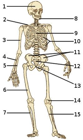 While all bones are made of similar tissue, there are a few different kinds of bones that have references. Free Anatomy Quiz - The Full Skeleton, Quiz 1
