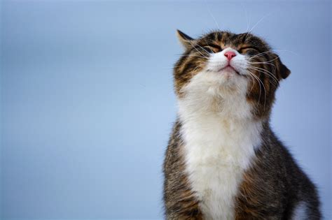 About 13,972 results (1 seconds). "Why The Heck is My Cat Doing That?" - Alexandria Pet Care ...