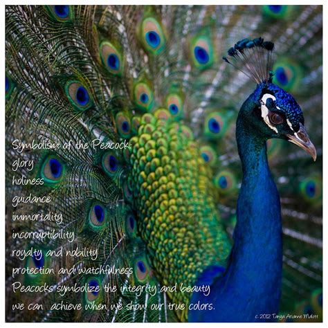 peacock symbolism | Animal reiki, Animal spirit guides, Peacock