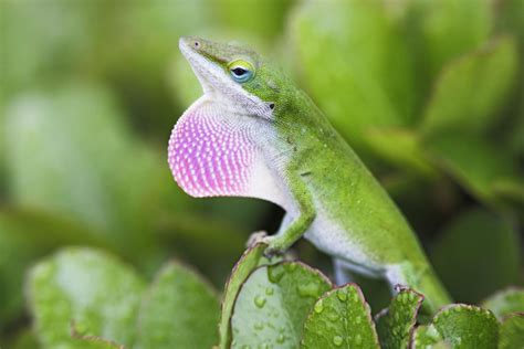 Take Care Of Your Anole Lizard Like An Expert Reptiles Cove
