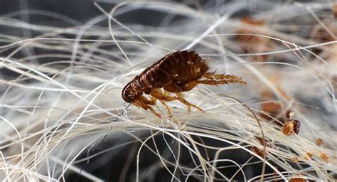 How To Get Rid Of A Flea Infestation In Worcester
