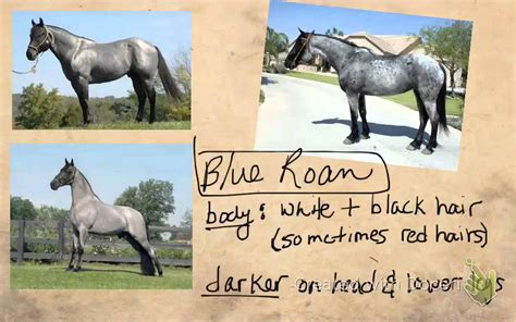 The horse of a different color was a horse who drew the carriage in the opening emerald city scenes of the 1939 mgm film the wizard of oz.the cabbie (frank morgan) drove the carriage drawn by it.it would periodically change colors, hence its name. Quarter Horse Colors - YouTube