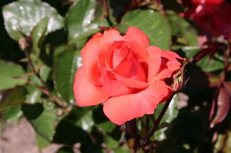 Edelrose Lady Rose ® Alles Erfahren über Blüte Duft And Co