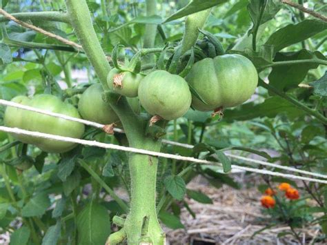 10 Gardening Tips For The Best Tomatoes Nourishing Pursuits
