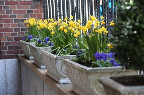 How To Grow Spring Bulbs In Containers Longfield Gardens