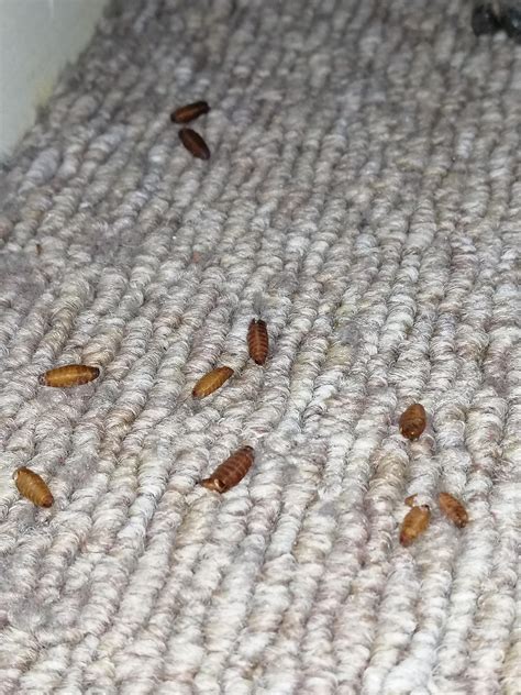 8 Images Carpet Beetle Casings Vs Bed Bug And View Alqu Blog