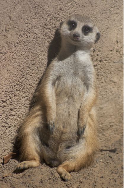 Download Transparent Meerkats Should Live In Captivity Because We Dont