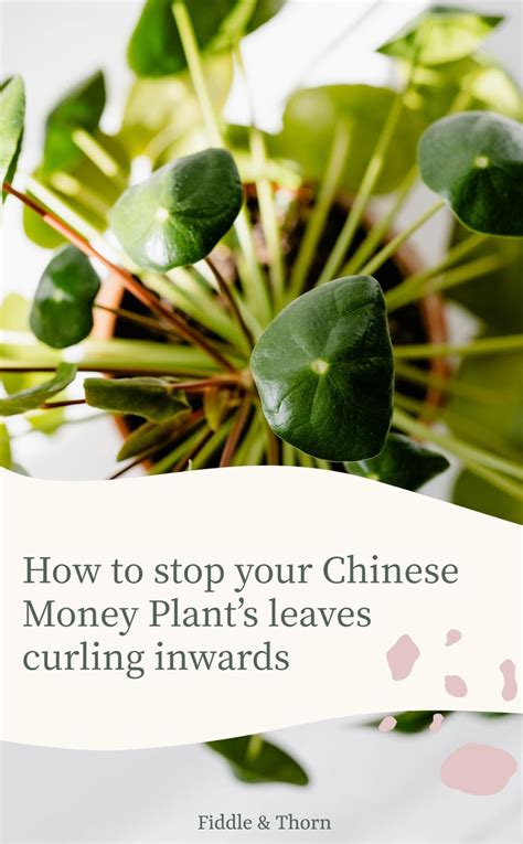 Leaves curling, dry potting mix: How to stop your Chinese Money Plant's leaves curling ...