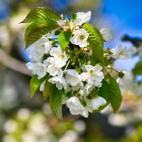 Dwarf North Star Cherry Trees For Sale